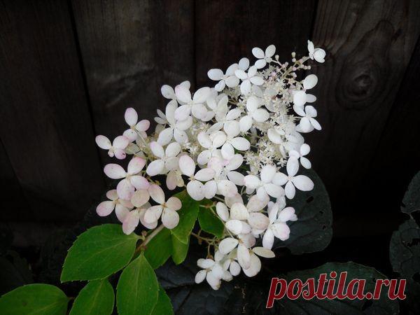 Декоративные кустарники для дачи: 9 самых популярных кустарников