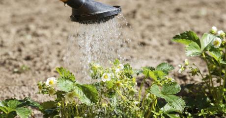 Чем подкормить клубнику сразу после схода снега Клубника уже пробилась, самое время ее подкормить.