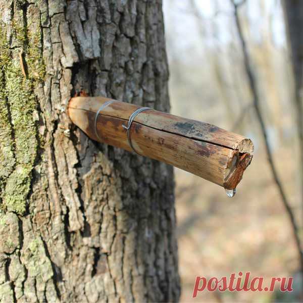 Антон Петухов