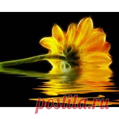 Mirror flower Wallpaper Reflection - AOL Image Search Results