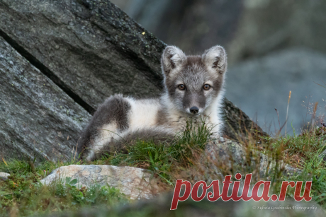 Arctic Fox. Фотограф Sylwia Grabinska