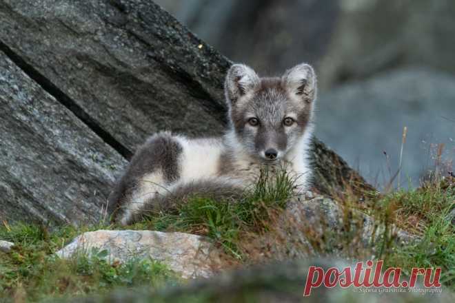 Arctic Fox. Фотограф Sylwia Grabinska