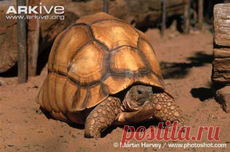 arkive animals - Поиск в Google