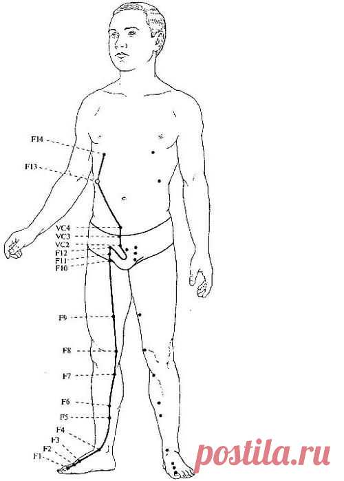 Печень — генератор сил ..