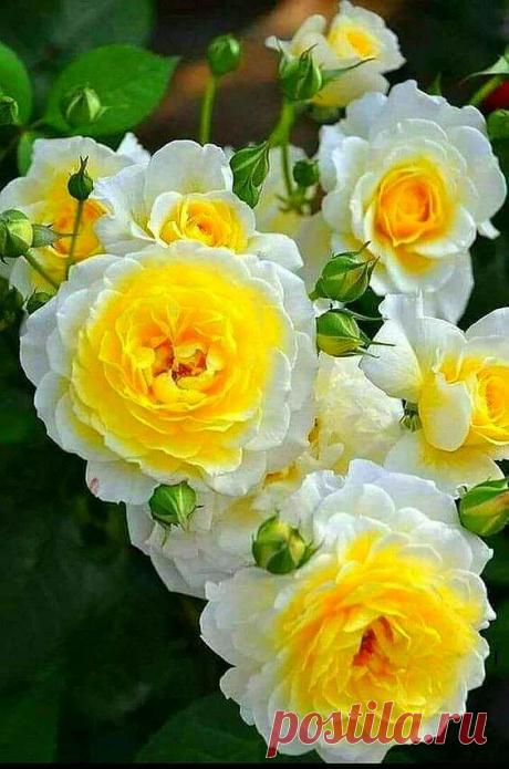 Фото – Google+