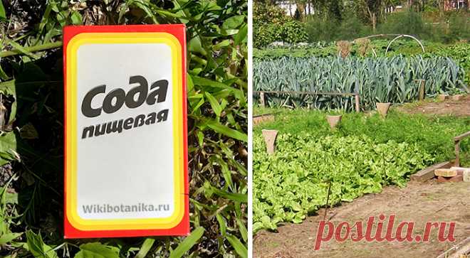 Сода в огороде - Образованная Сова Садоводы и огородники — люди чрезвычайно любознательные, которые чего только не придумали в погоне за урожаем. Они испробовали на своих сотках множество средств, надеясь получить универсальный эликсир, который уничтожит на участках всех вредителей, спасет растения от болезней и заставит их обильно плодоносить. Каждый день в сети появляются все более экзотические рецепты огородных чудо-средств. Некоторые из …