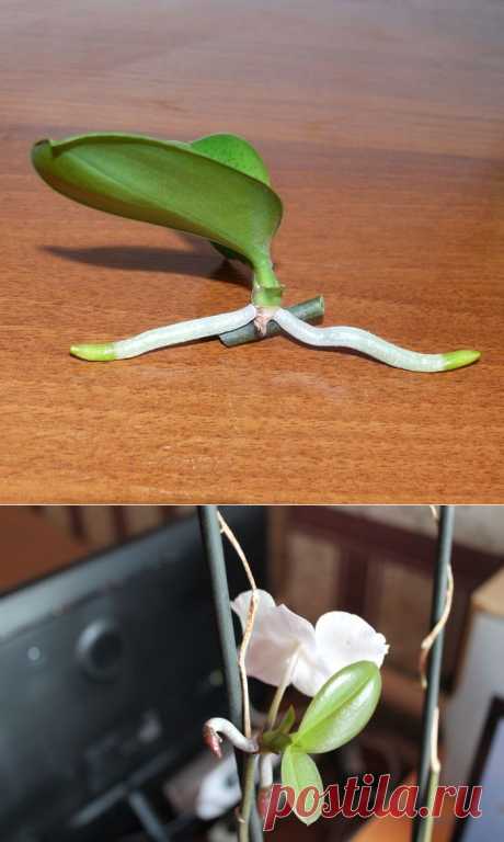 Размножение орхидеи фаленопсис детками | Flora In Home
