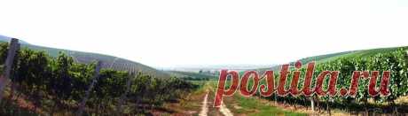 Ухоженные ряды винограда раскинулись, по всему Береговскому холмогорью. До самого горизонта.