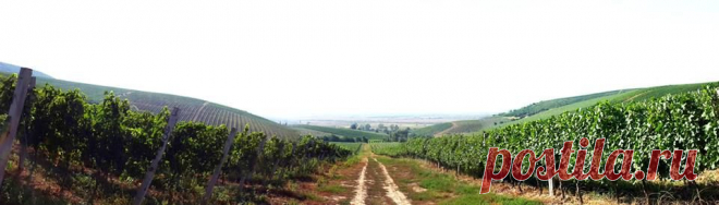 Ухоженные ряды винограда раскинулись,  по всему Береговскому холмогорью. До самого горизонта.