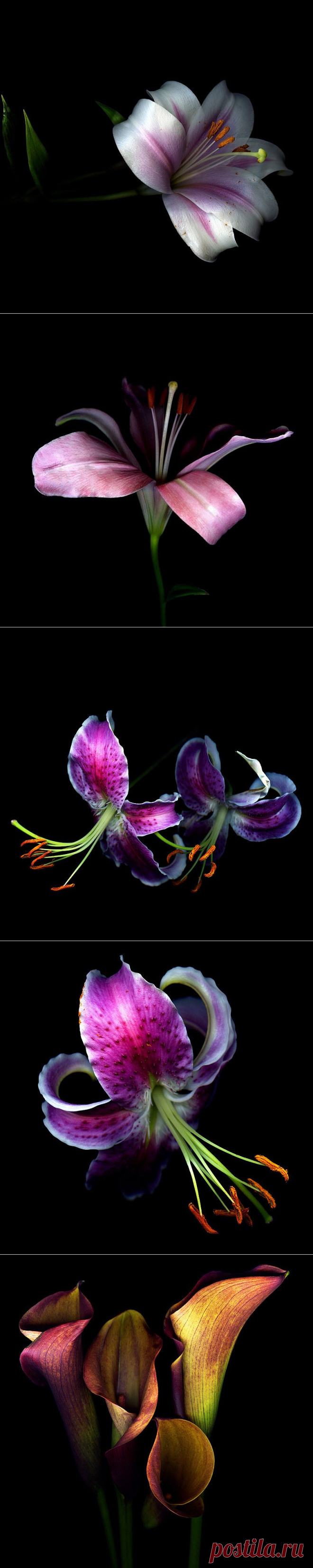 Красота на черном фоне..