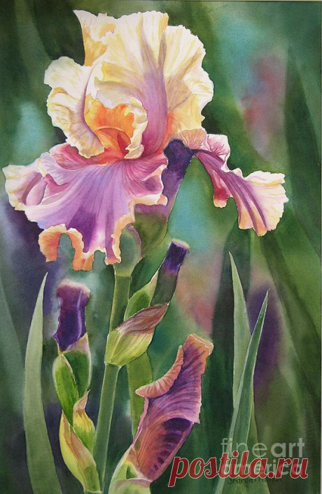 Violet And Orange Iris Painting by Sharon Freeman - Violet And Orange Iris Fine Art Prints and Posters for Sale  |  Pinterest • Всемирный каталог идей