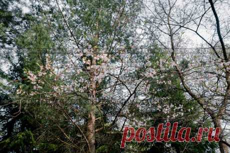 Low angle view of trees and flowers in forest park, nature background Стоковое фото, фотограф Ilaronsia / Фотобанк Лори