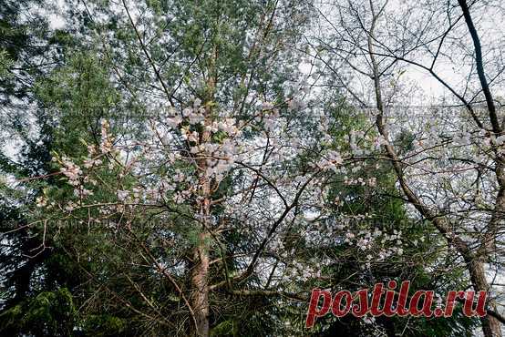 Low angle view of trees and flowers in forest park, nature background Стоковое фото, фотограф Ilaronsia / Фотобанк Лори