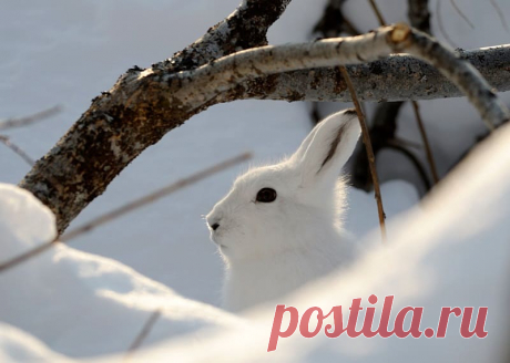 Как защитить деревья от зайцев и мышей? 2 простых и эффективных способа. Предлагаю Вам два самых простых способа обработки коры для защиты от грызунов.