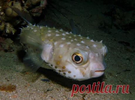 Чудеса природы... Рыба-архитектор и его шедевры на морском дне
Вы слышали про суп из рыбы фугу (японское название иглобрюхов)?
Самцы рыбы-архитектора (бело-пятнистого иглобрюха) строят настоящие шедевры на морском дне, рассчитывая привлечь самок.
Вот так маленьк…