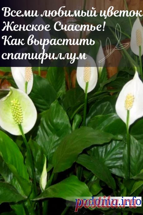 Женское счастье — как ухаживать за цветком в домашних условиях, как его пересадить, поливать и чем удобрять #;женскоесчастье#спатифиллум#спатифилум#цветы#цветоводство#цветник#оранжерея#цветокженскоесчастье#спатифиллумуход
