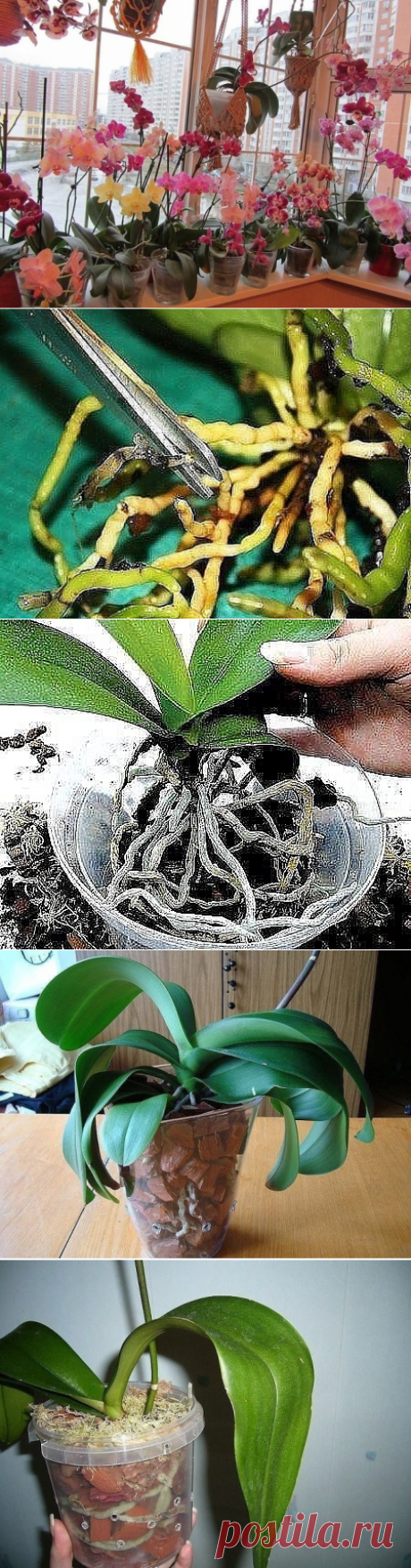 Одноклассники