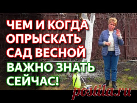 Чем опрыскивать сад весной. Обработка сада от болезней и вредителей. Весенняя обработка сада.