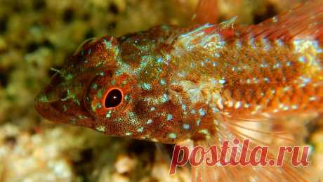 Tripterygіon tripteronotus (Risso, 1810).