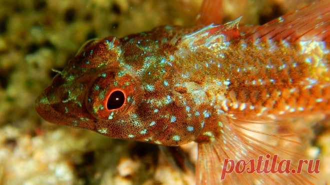 Tripterygіon tripteronotus (Risso, 1810).