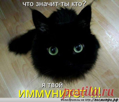 котя