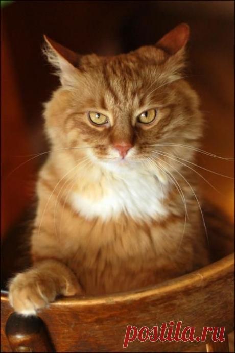 Война с котом. Мы победили!)))