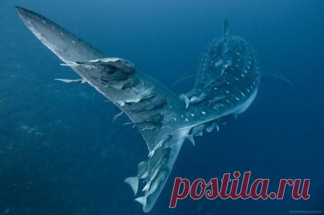 Невероятные моменты дикой природы / Питомцы