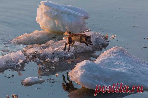 «Спасительный прыжок». Остров Большой Бегичев, море Лаптевых. Автор фото – Кирилл Уютнов: