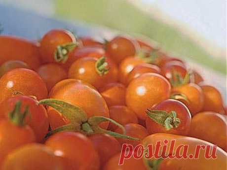 СЕНЬОР-ПОМИДОР.