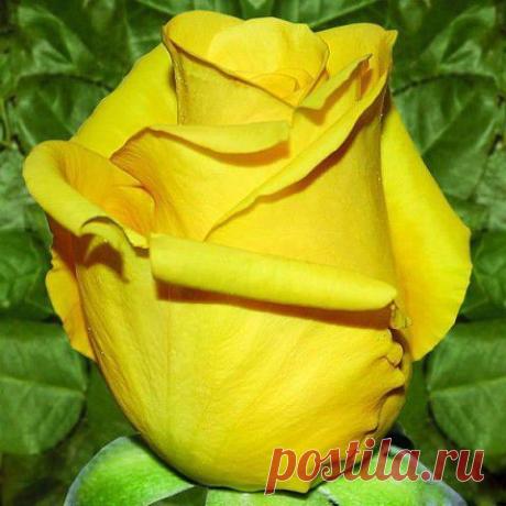 хх
