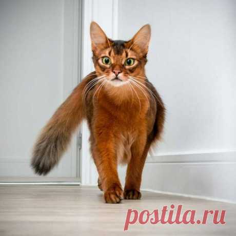 Прекрасные кошки, которые выглядят словно модели