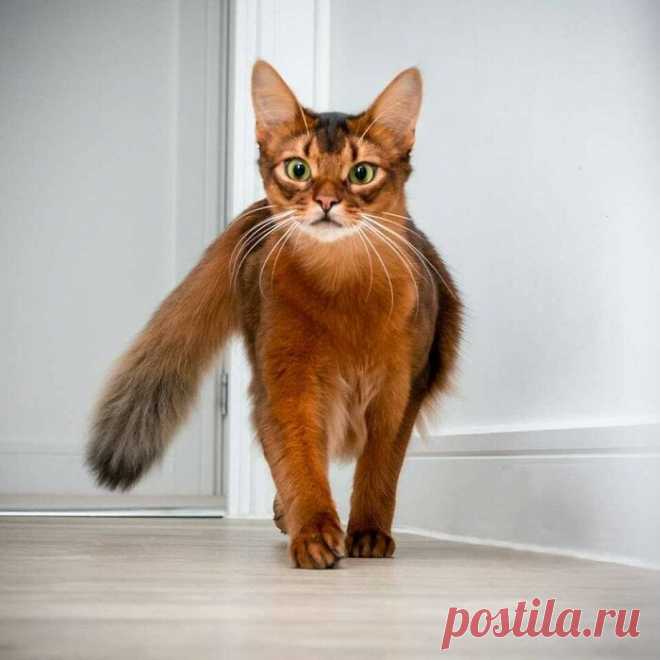 Прекрасные кошки, которые выглядят словно модели