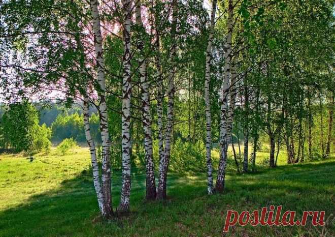 ЦАРСТВО РУССКОЙ ПРИРОДЫ