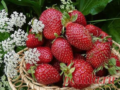 Натюрморт Клубника пахнет радостью