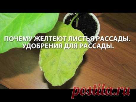 Почему желтеют листья рассады Удобрения для рассады. Сайт &quot;Садовый мир&quot; - YouTube