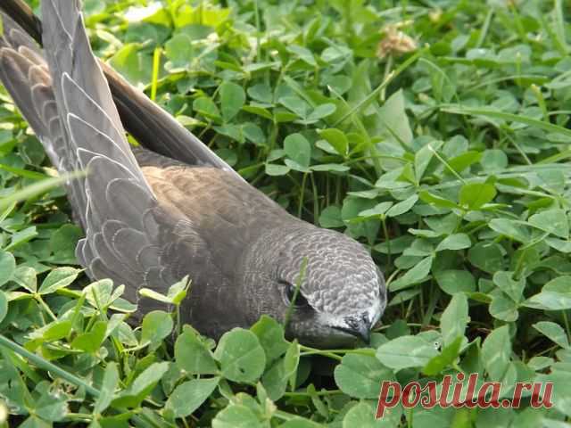 Ирина Ларионова (лялюга)
35 лет, Россия, Полесск