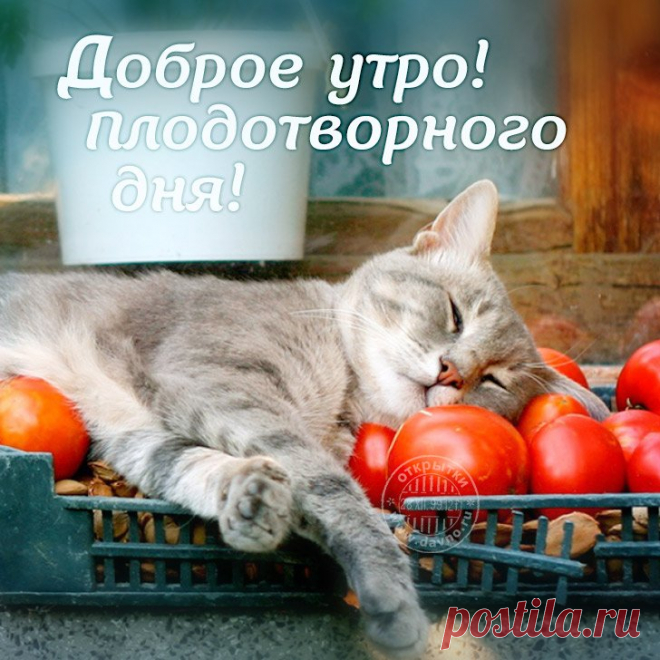 Картинки пожелания в среду «Доброе утро!» (36 фото) ⭐ Забавник