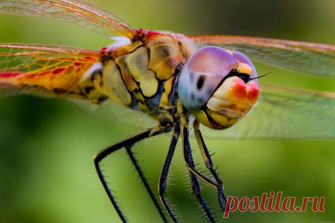 Пожужжим? 10 оригинальных макро снимков насекомых | Российское фото | Яндекс Дзен