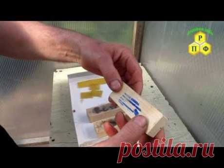 Подсадка покупных маток в отводки 14.05.2013
