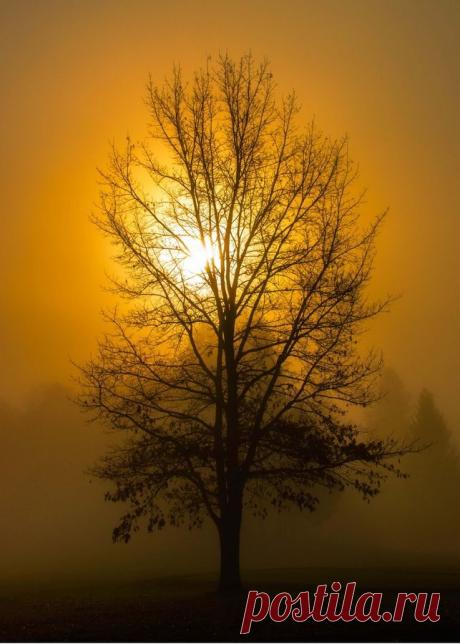 Dissolved in sun ray by David D on 500px | Tree &amp; Path