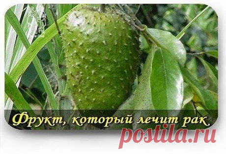Ваш личный врач.: ФРУКТ, КОТОРЫЙ ЛЕЧИТ РАК