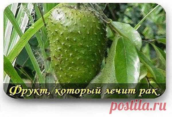 Ваш личный врач.: ФРУКТ, КОТОРЫЙ ЛЕЧИТ РАК