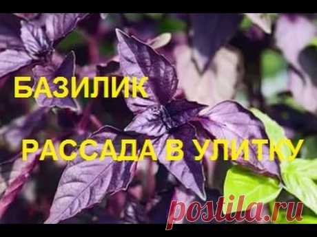 Базилик сажаем в улитку на туалетную бумагу! Надо попробовать каждому! — 6 соток