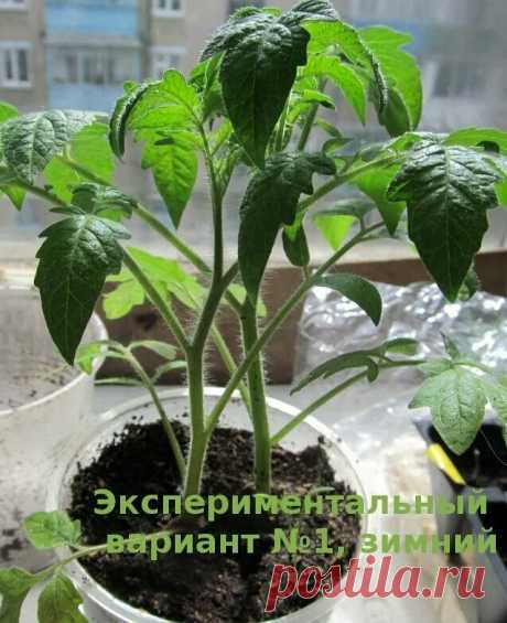 Если рассада помидоров вытянулась, я так делаю: 4 шага к крепкой коренастой рассаде | В саду у Валентинки | Яндекс Дзен