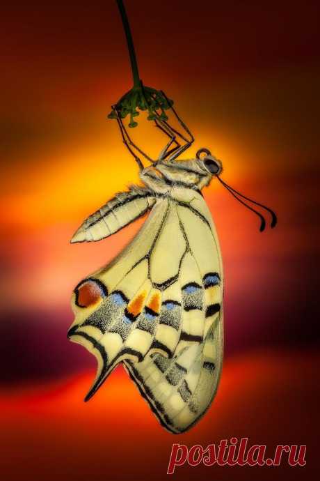 Beauty in Life | Wings