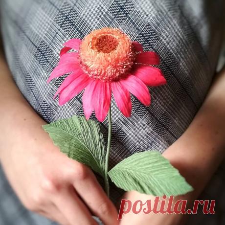 Эхинацея — DIYIdeas