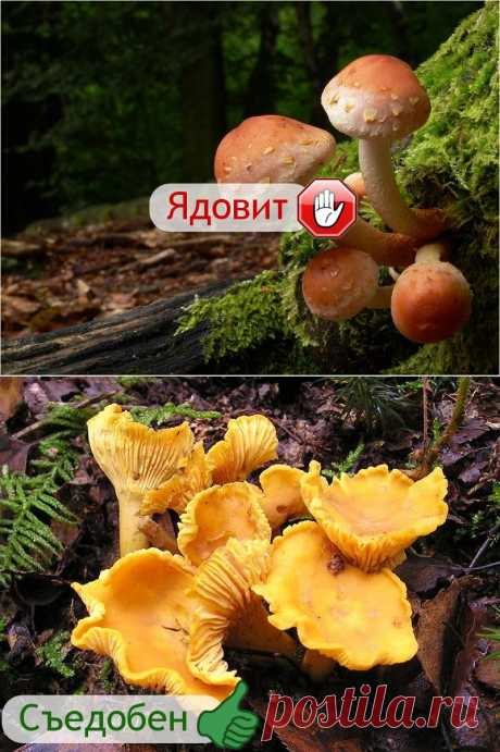 Советы грибникам — Делимся советами