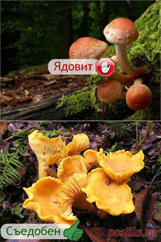 Советы грибникам — Делимся советами