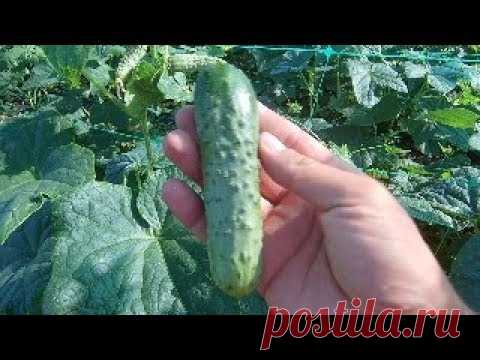 ВЫРАЩИВАНИЕ ОГУРЦОВ В ОТКРЫТОМ ГРУНТЕ / ИНСТРУКЦИЯ ПО ДНЯМ ОТ ВЫСАДКИ СЕМЕЧКИ ДО СБОРА УРОЖАЯ