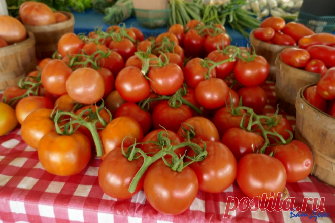 Моя соседка из Новосибирска поделилась со мной одним секретом, после котого мой огород усеян помидорами | Всё про дом | Яндекс Дзен